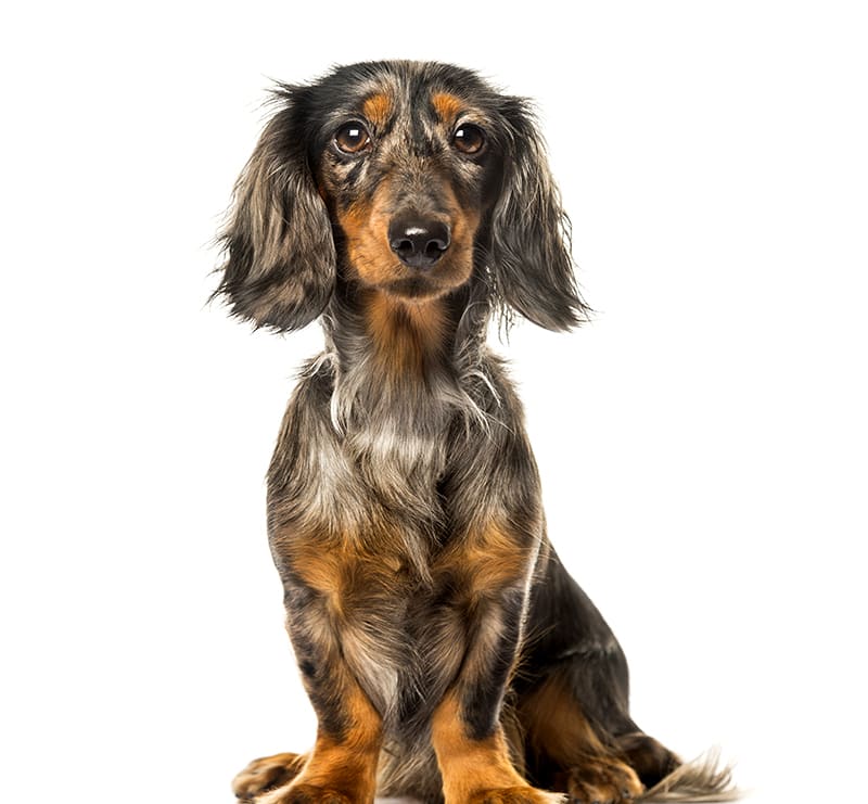 Small Dogs, Seymour Veterinary Hospital